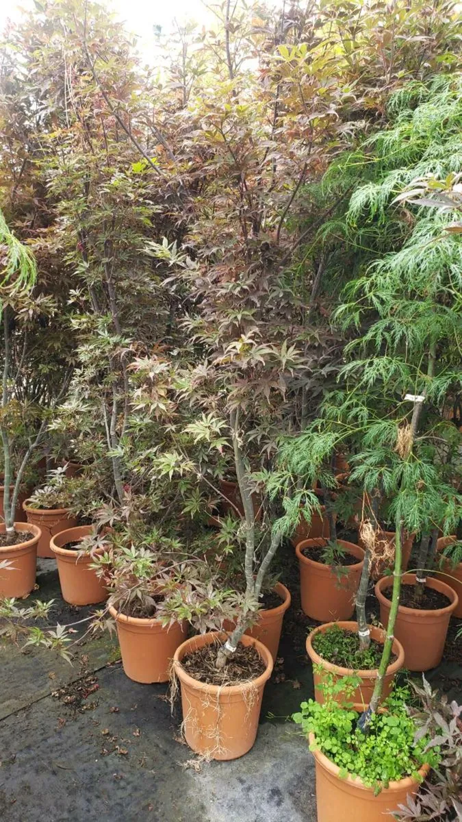 Japanese Maples 6 ft. Delivery available - Image 4