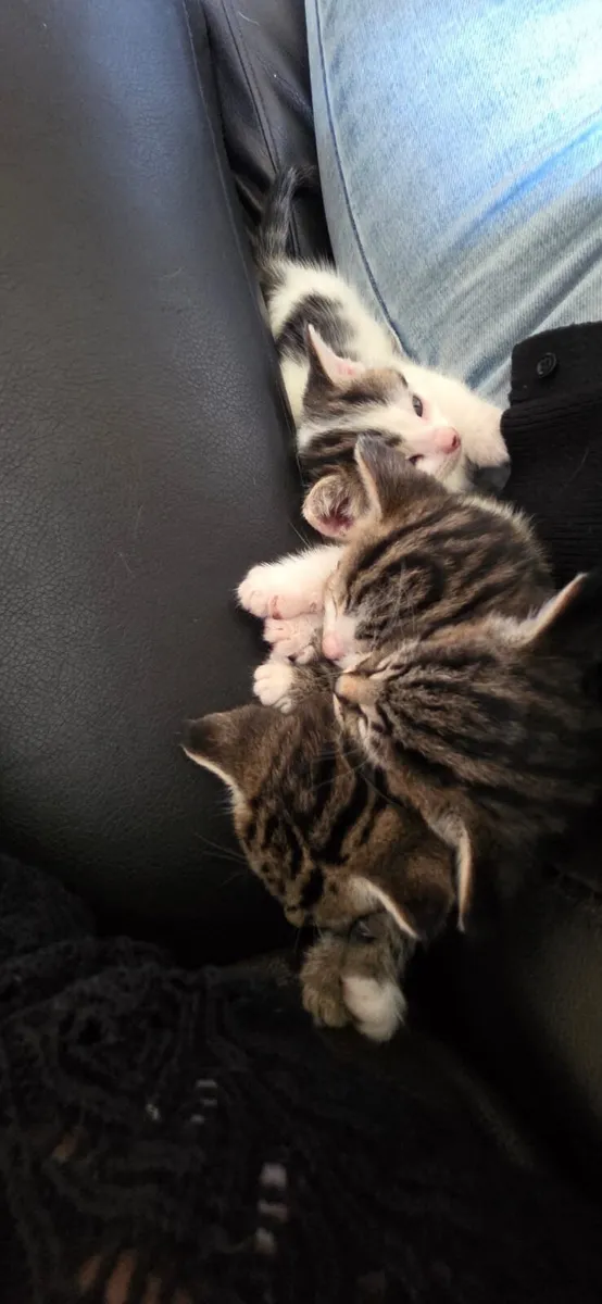 Lovely kittens - Image 1