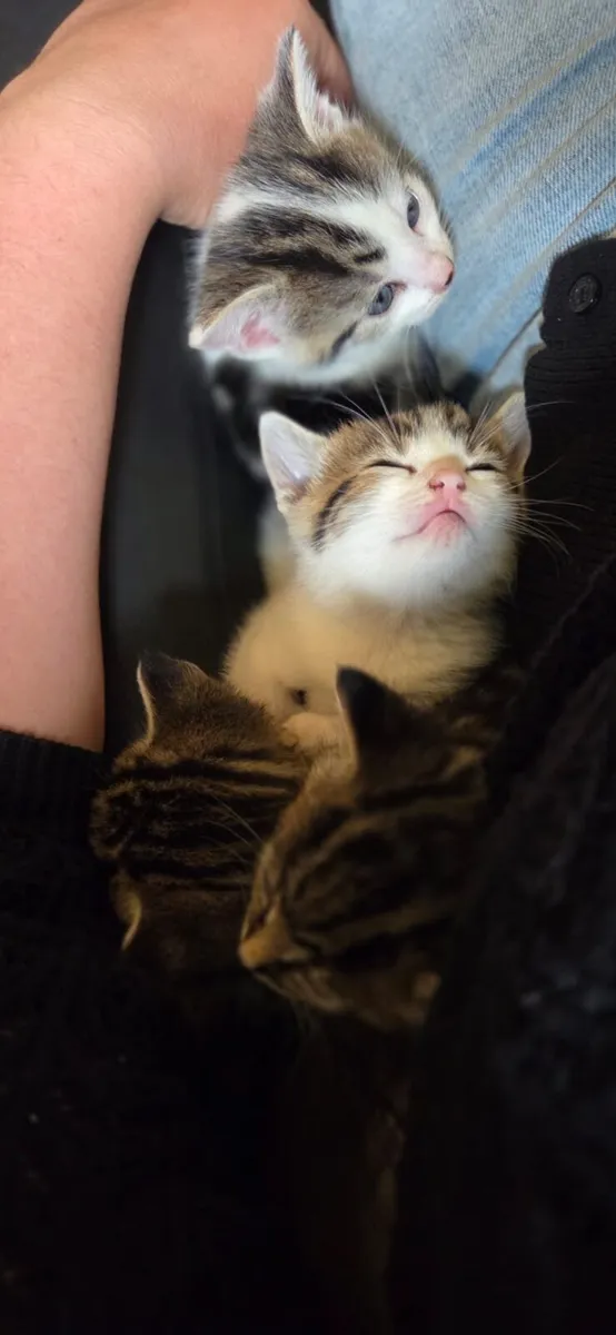 Lovely kittens - Image 2