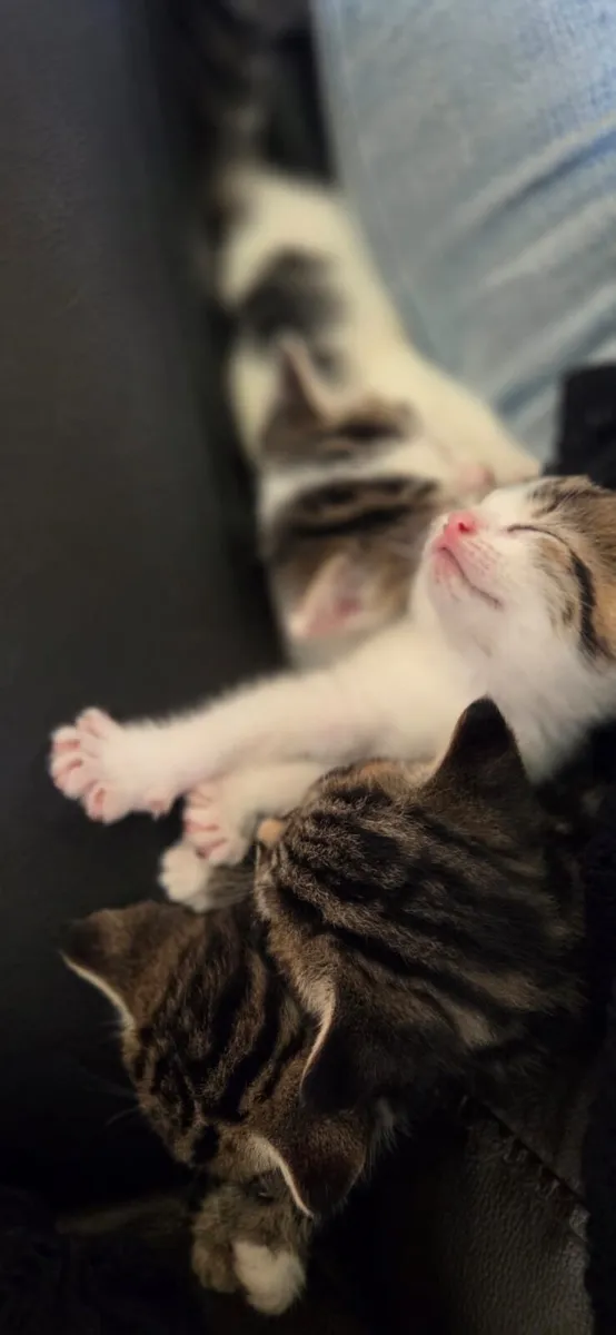 Lovely kittens - Image 3