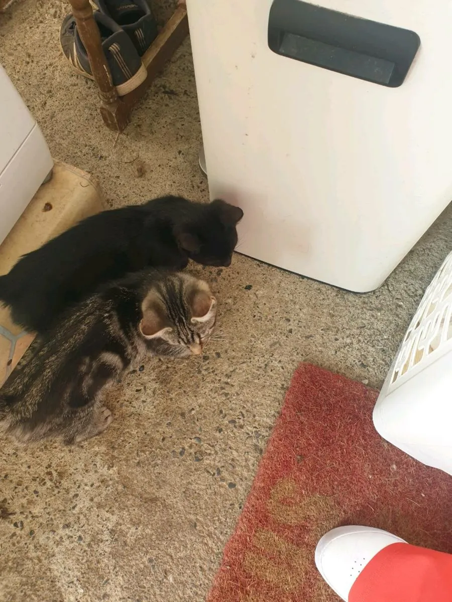 Kittens - Image 2