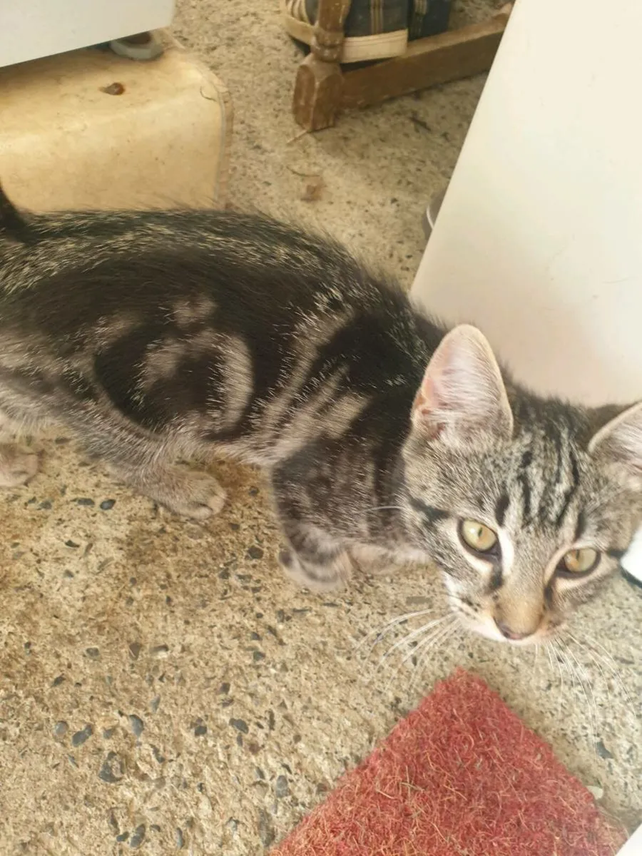 Kittens - Image 3