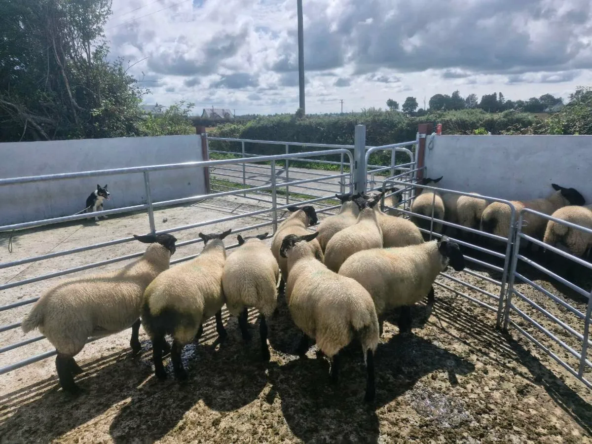 Ewe Lambs - Image 2