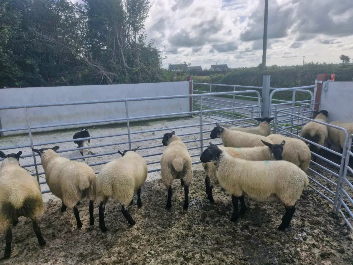 Ewe Lambs - Image 3