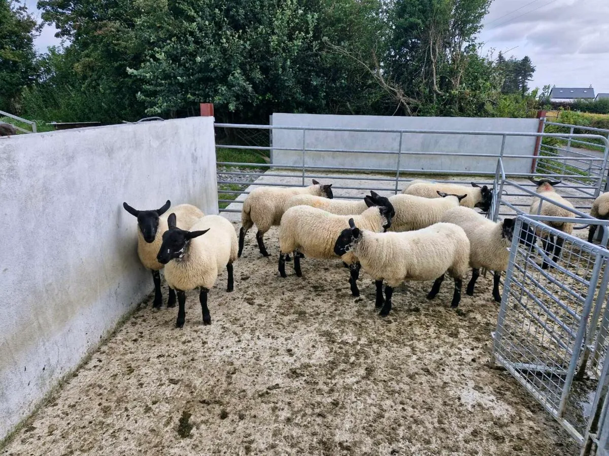 Ewe Lambs - Image 4