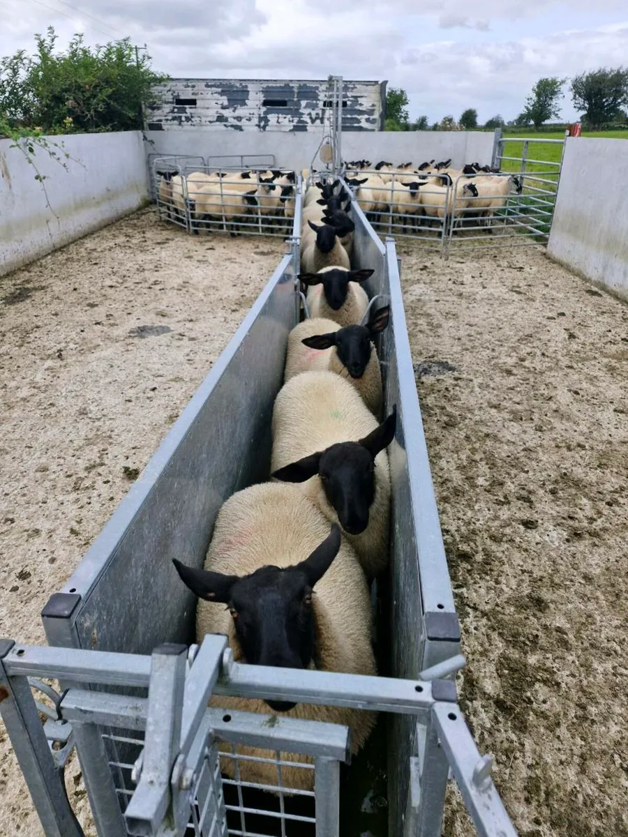 Ewe Lambs - Image 1