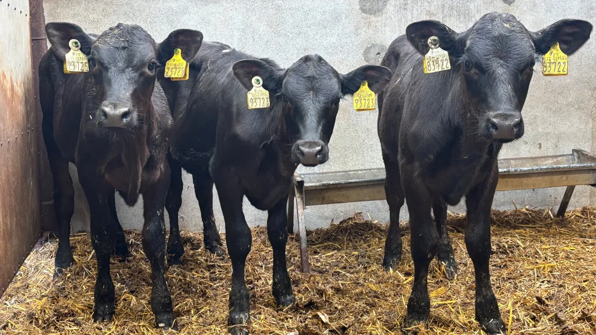 3 Angus Heifer Runners - Image 3