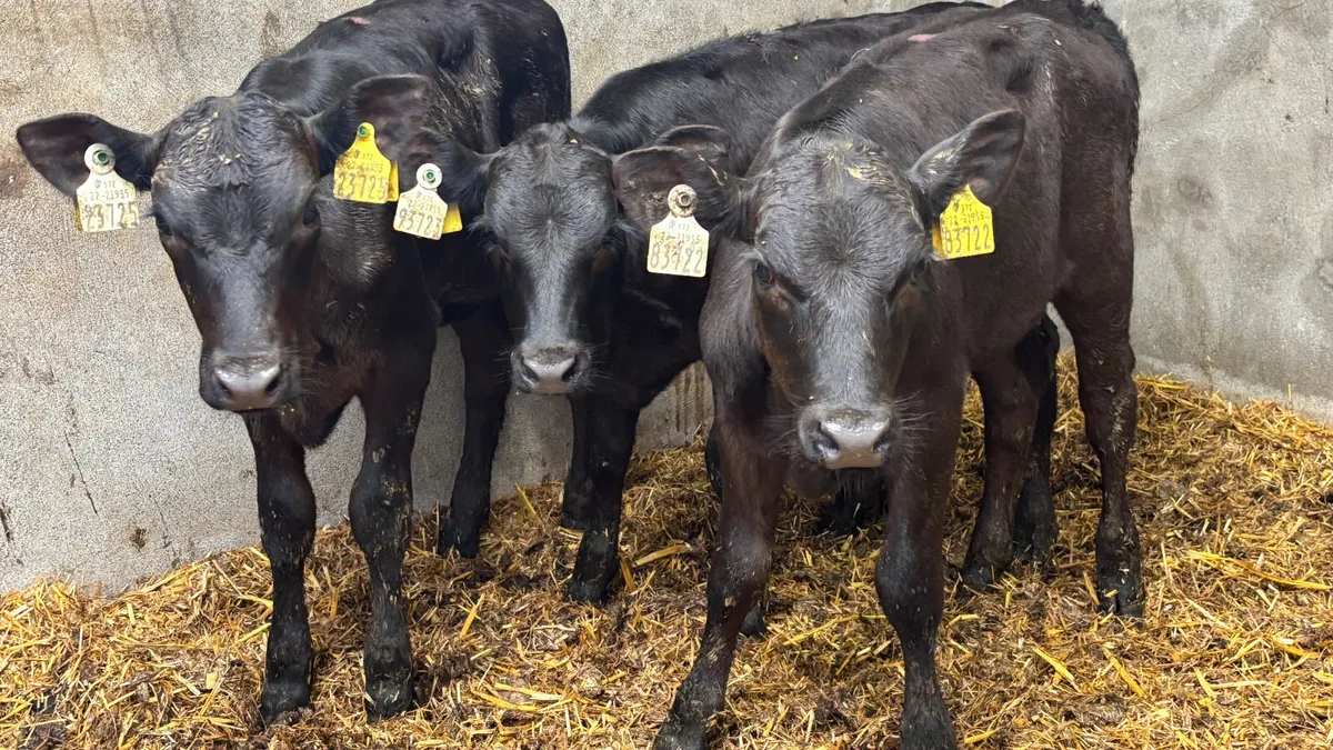 3 Angus Heifer Runners - Image 1