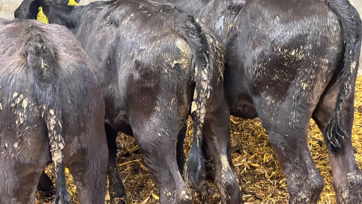 3 Angus Heifer Runners - Image 2