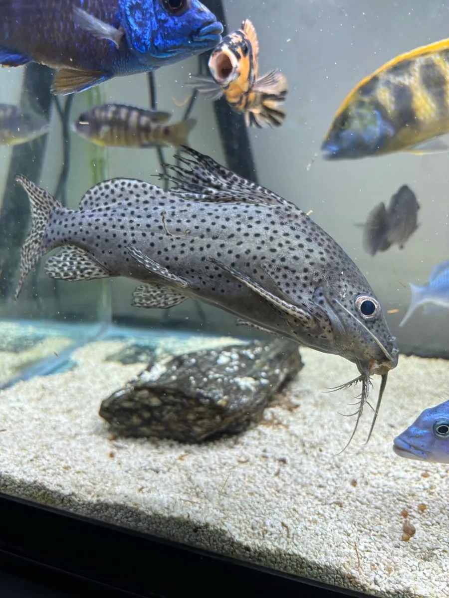 Cichlids - Image 2