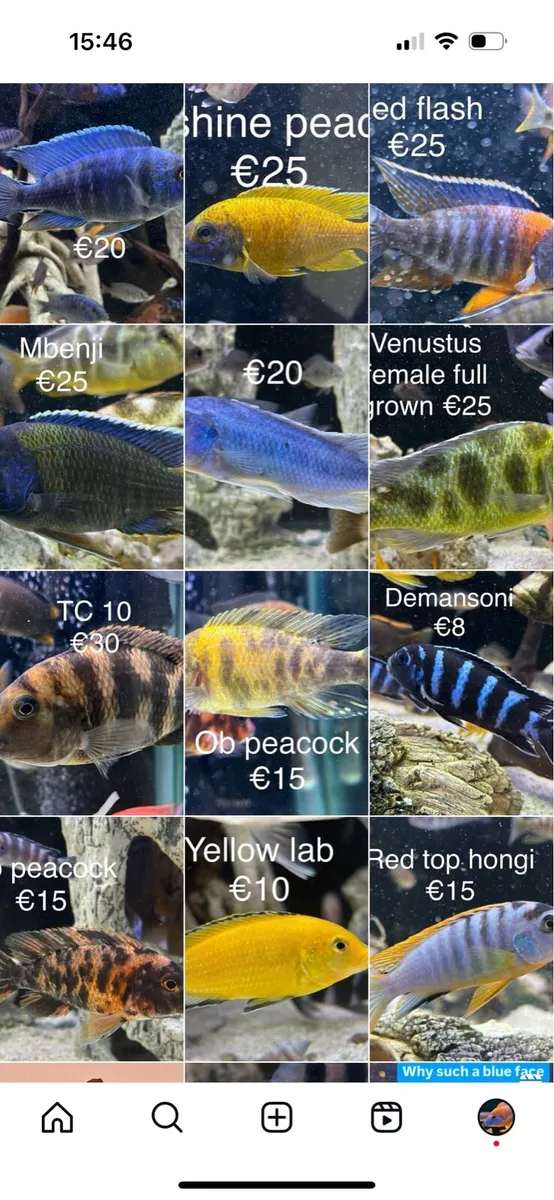 Cichlids - Image 1