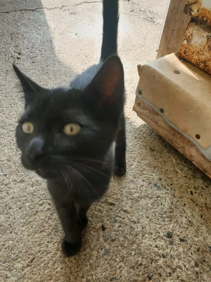 Kittens - Image 1