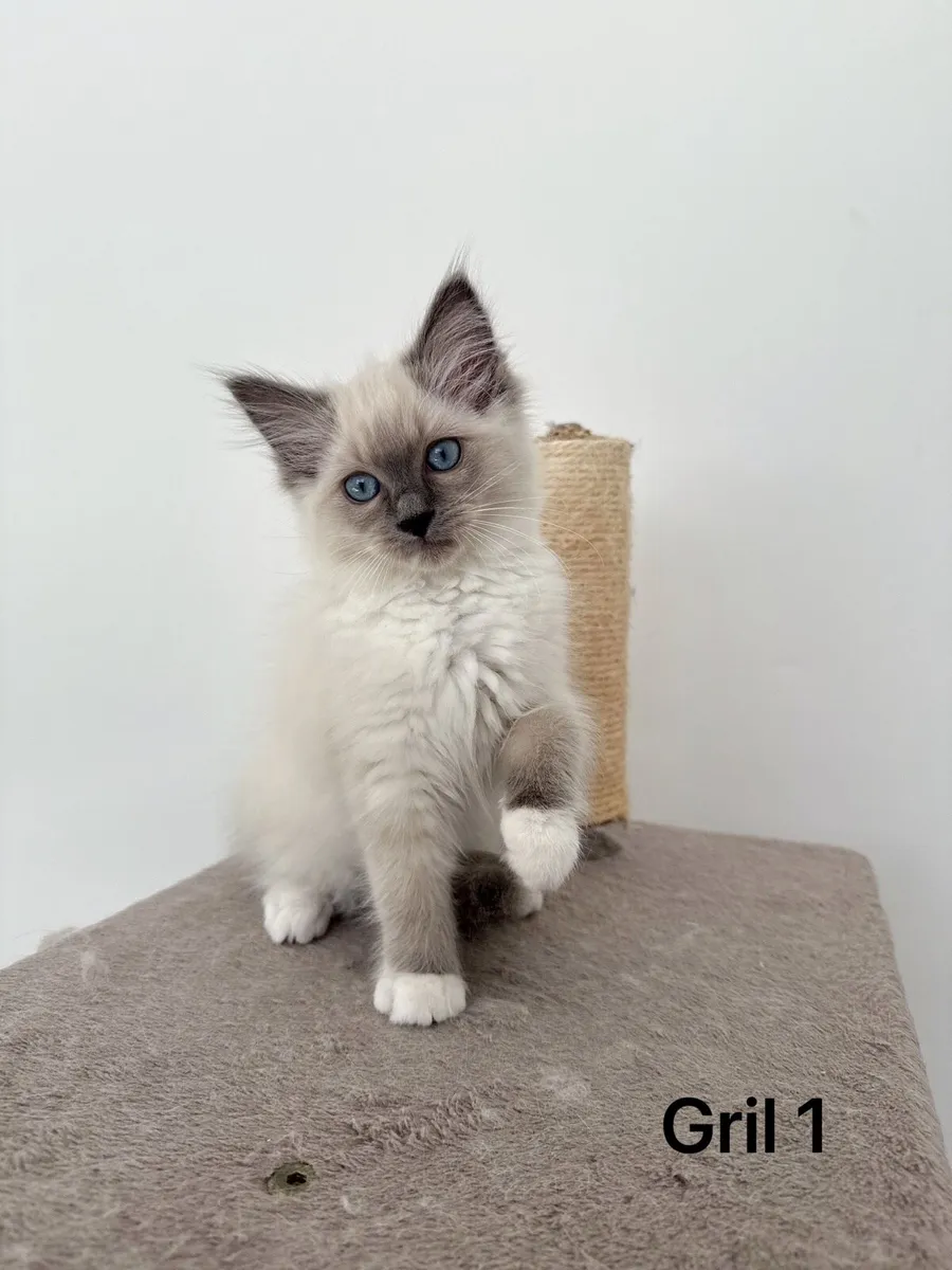 Ragdoll  kittens - Image 1