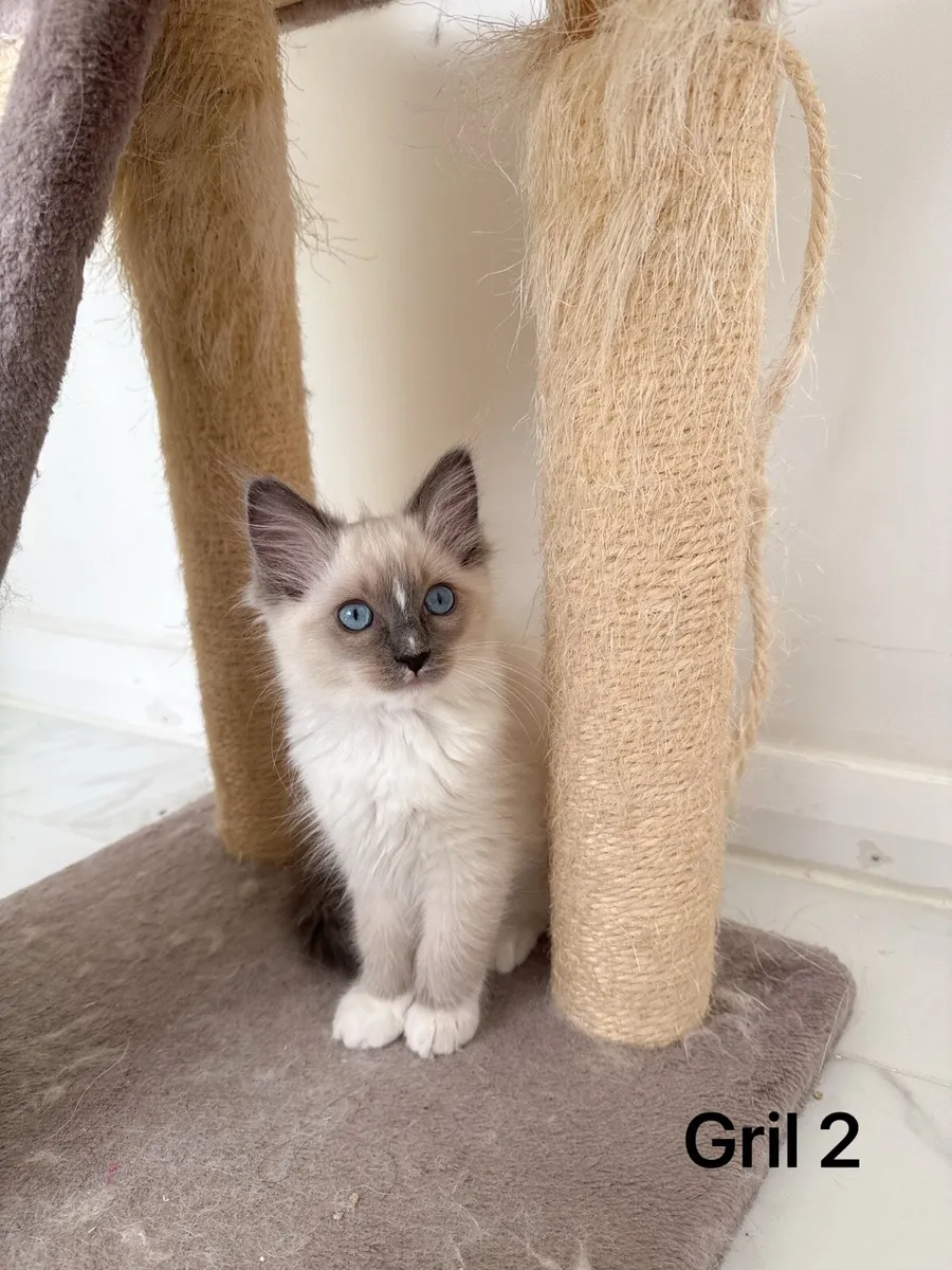 Ragdoll  kittens - Image 2