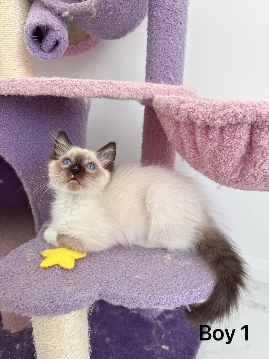 Ragdoll  kittens - Image 3