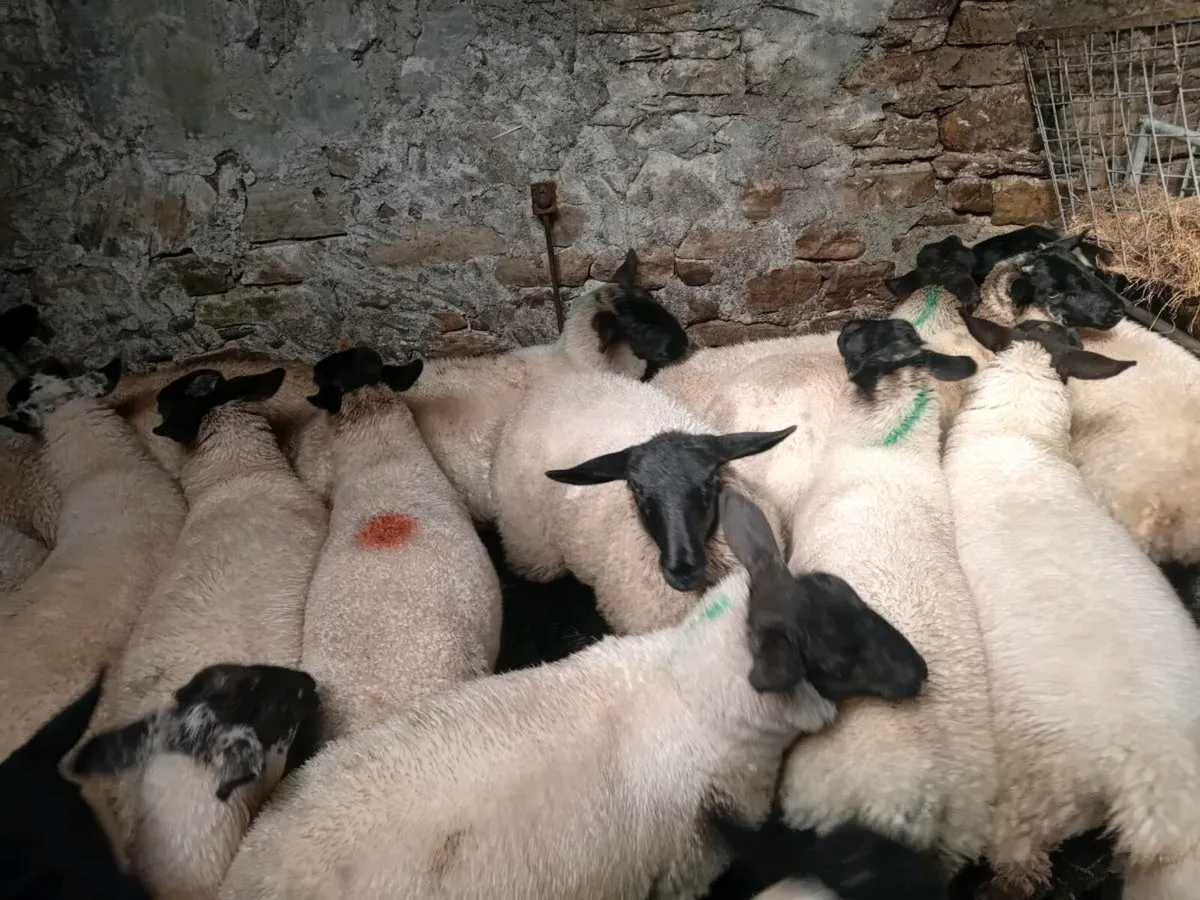 Organic ewe lambs - Image 2