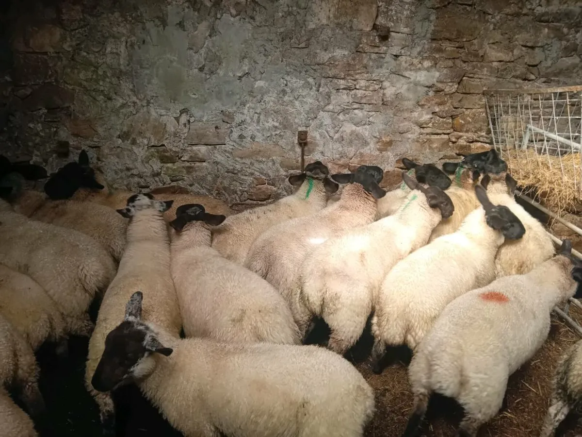 Organic ewe lambs - Image 3