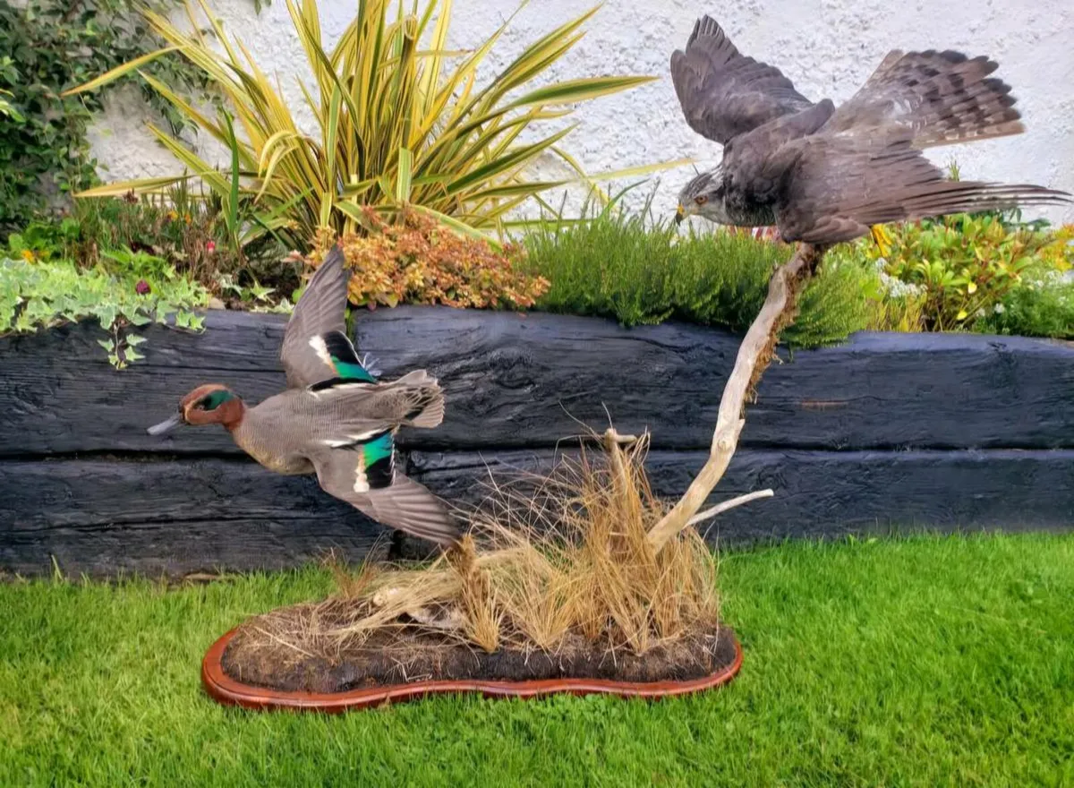 Taxidermy