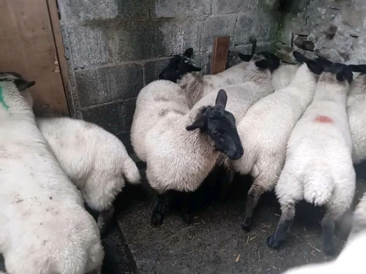 Organic ewe lambs - Image 4