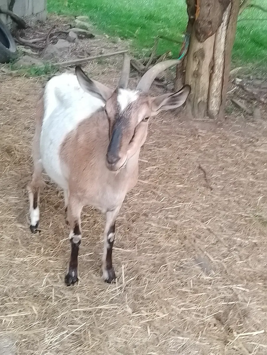 Pygmy Goats - Image 4