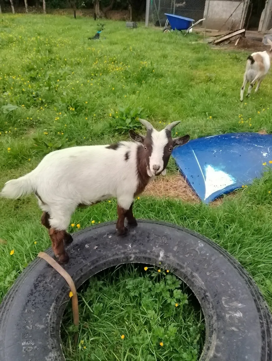 Pygmy Goats - Image 1