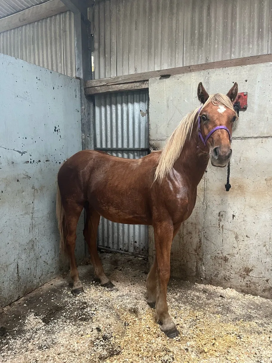 Yearlings - Image 1
