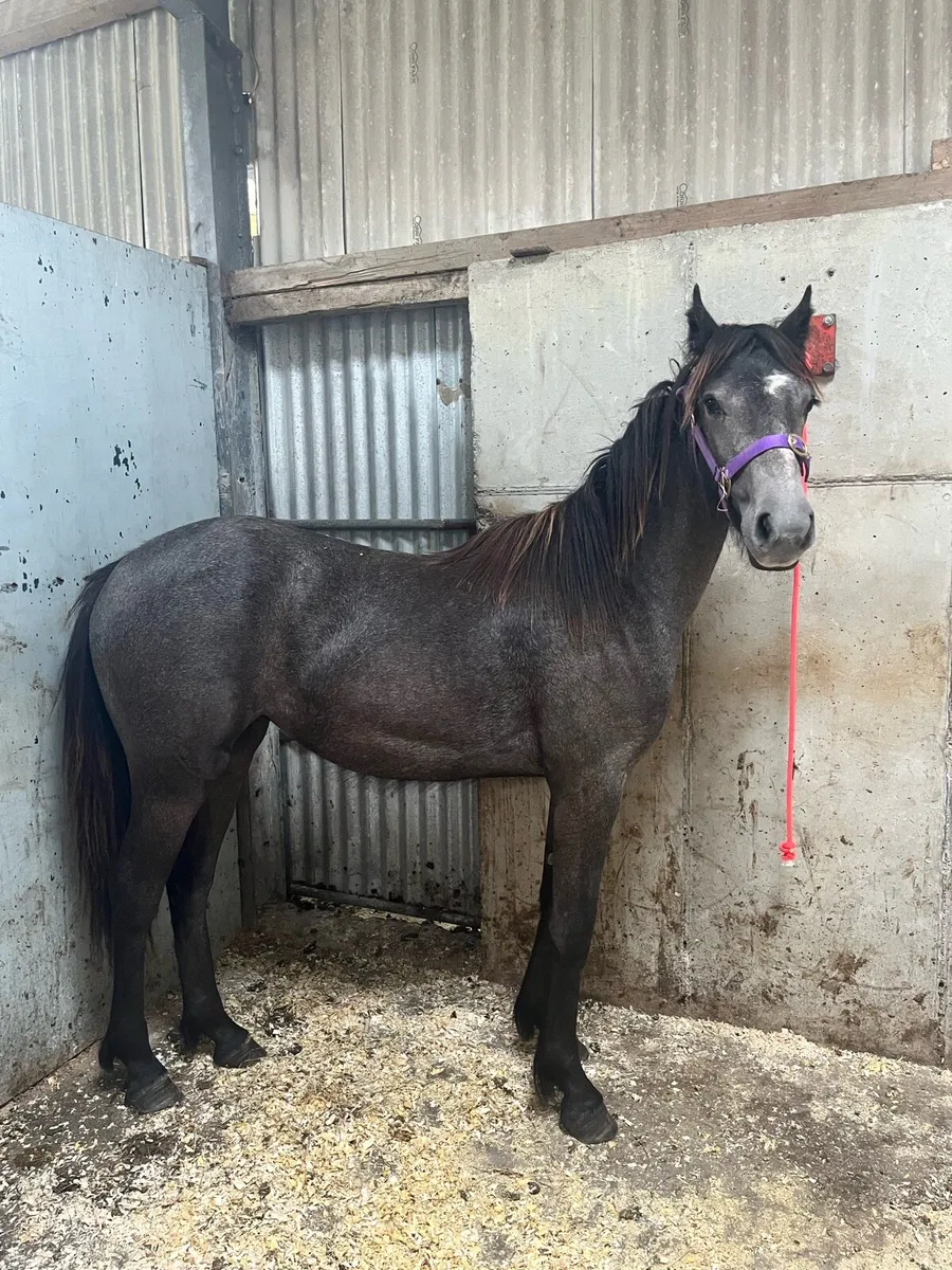 Yearlings - Image 2