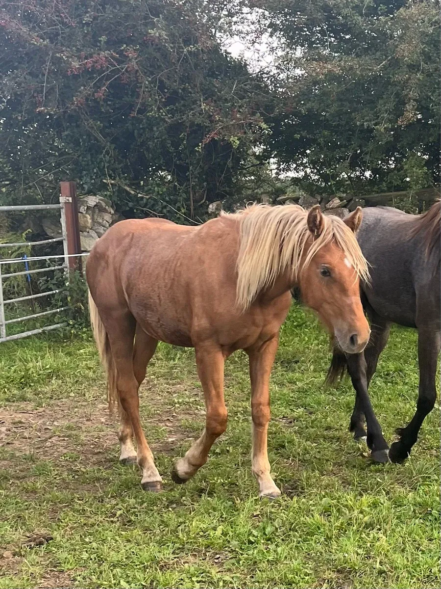 Yearlings - Image 3