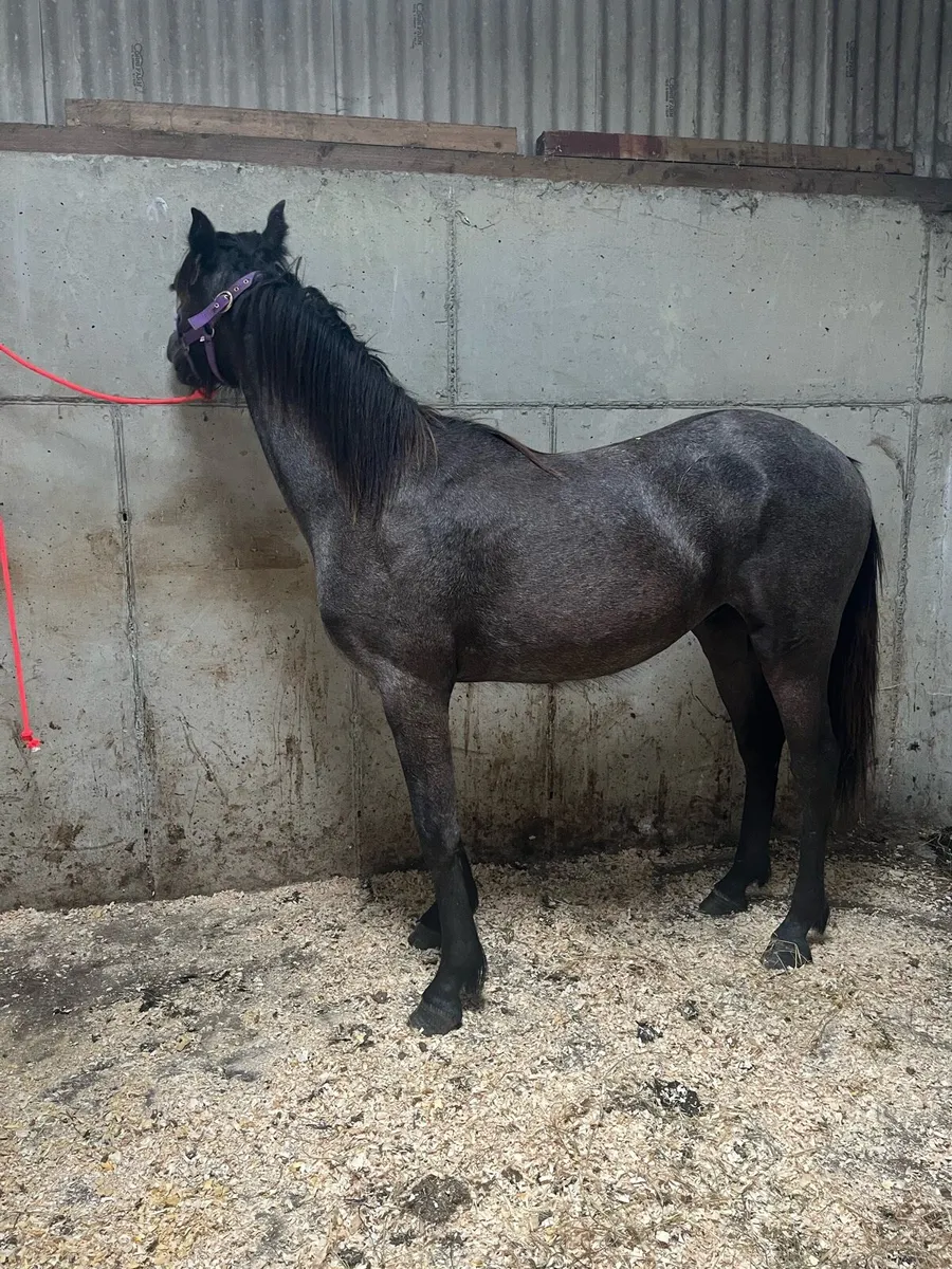 Yearlings - Image 4