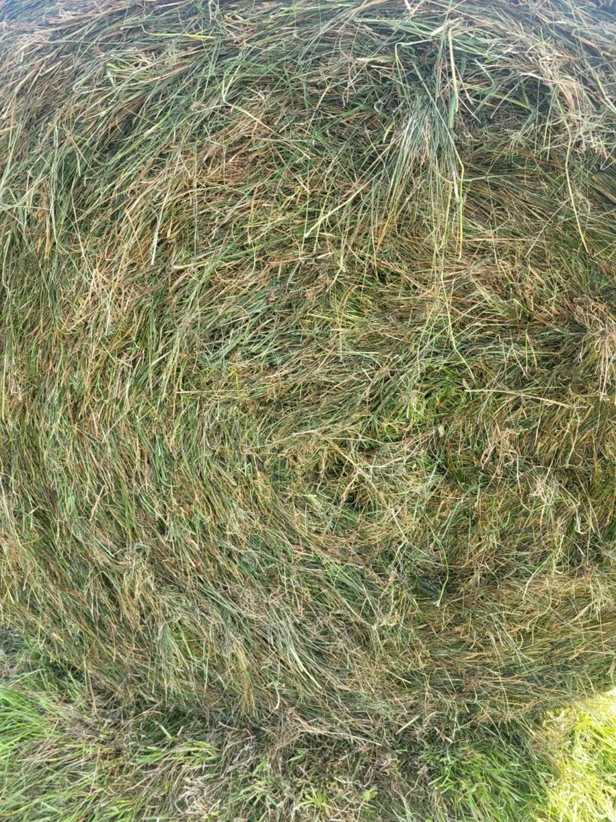 Silage - Image 3