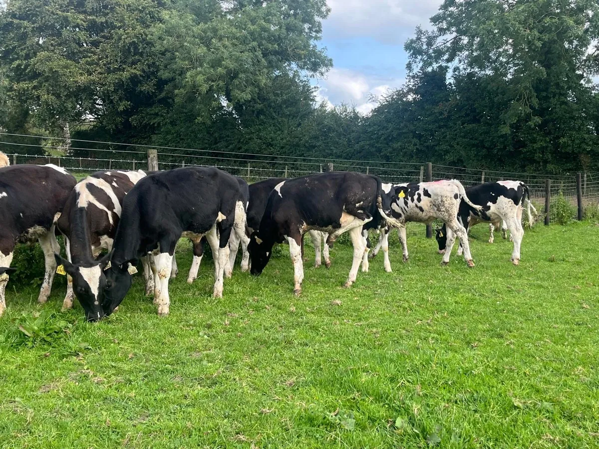 12 super British Frisian bull weanlings - Image 1