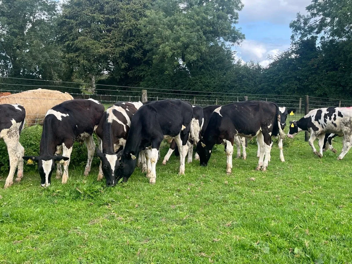 12 super British Frisian bull weanlings - Image 2