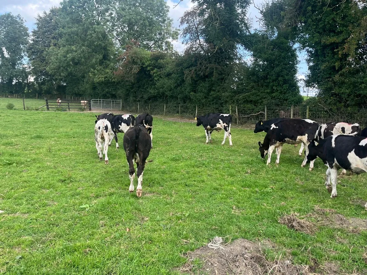12 super British Frisian bull weanlings - Image 3