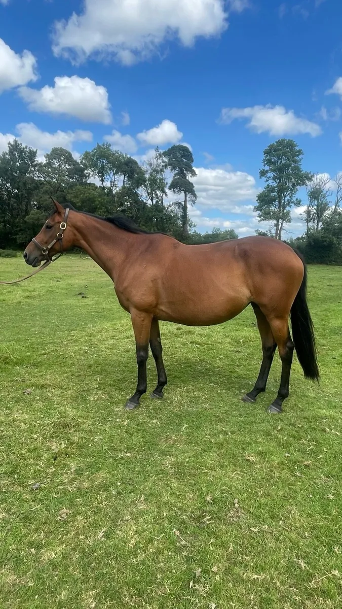 Thoroughbred broodmare - Image 1