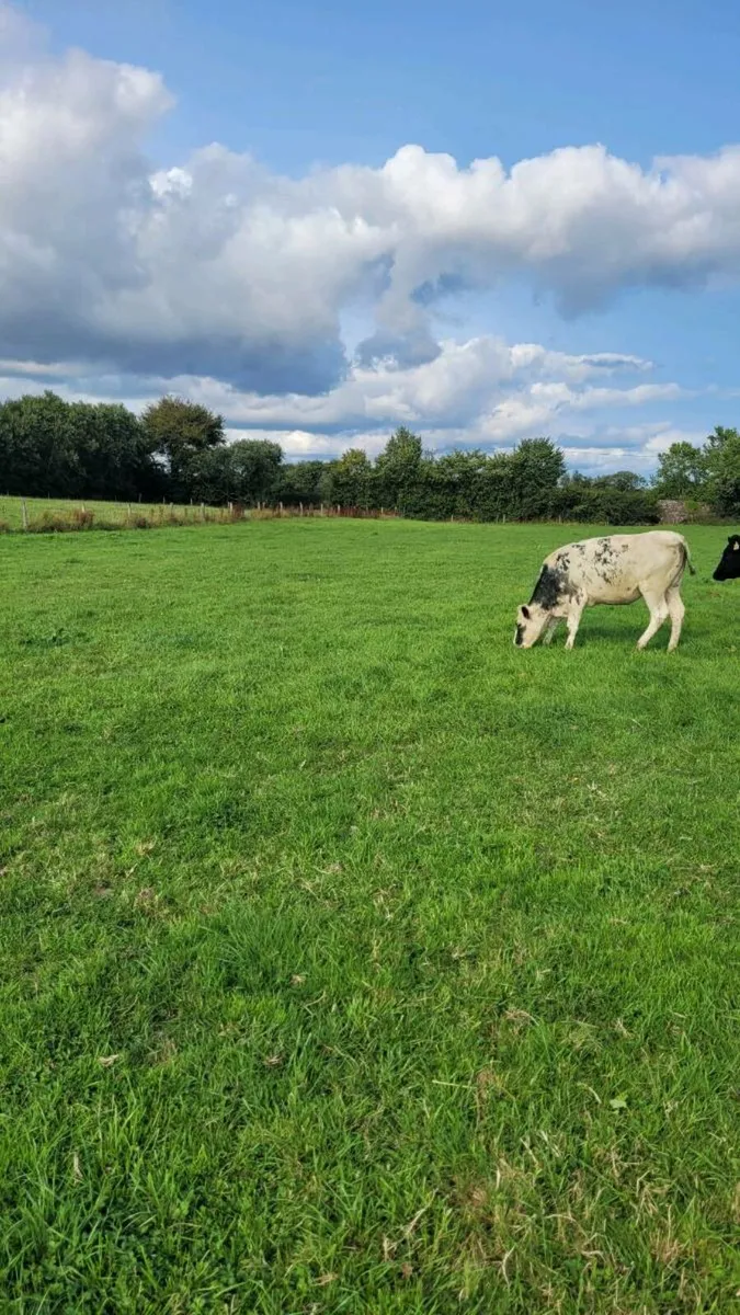 2 bb and 1 lim heifer - Image 1