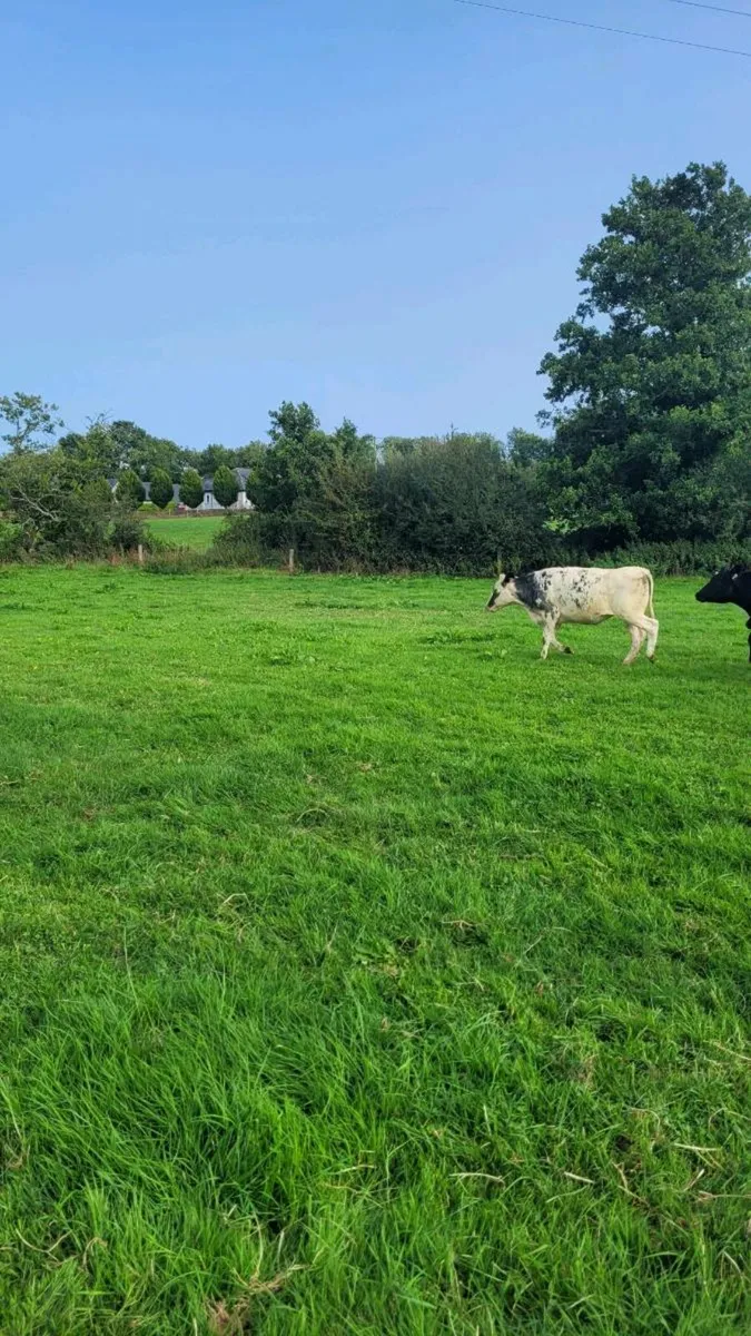 2 bb and 1 lim heifer - Image 2