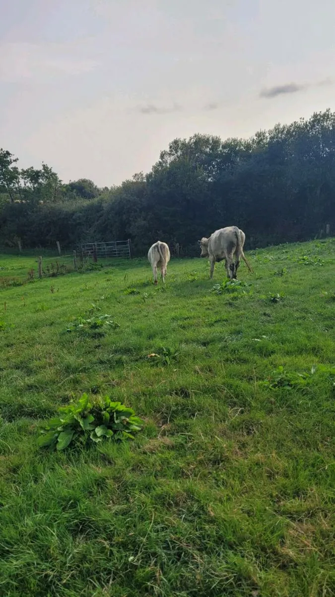 2 bb and 1 lim heifer - Image 3