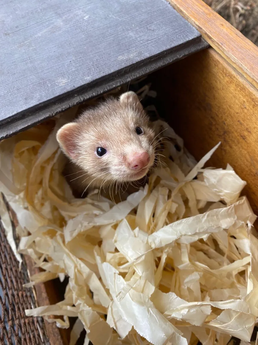 Ferret - Image 2