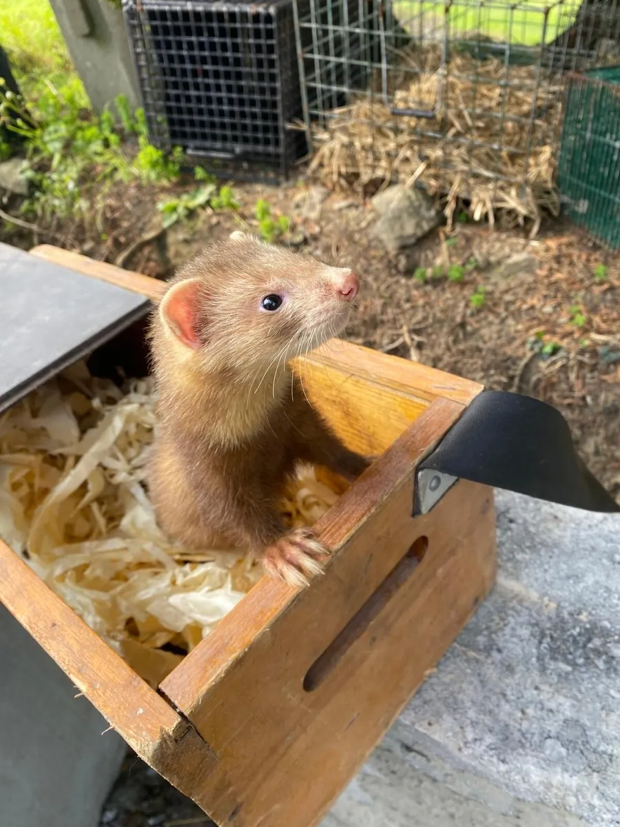 Ferret - Image 3