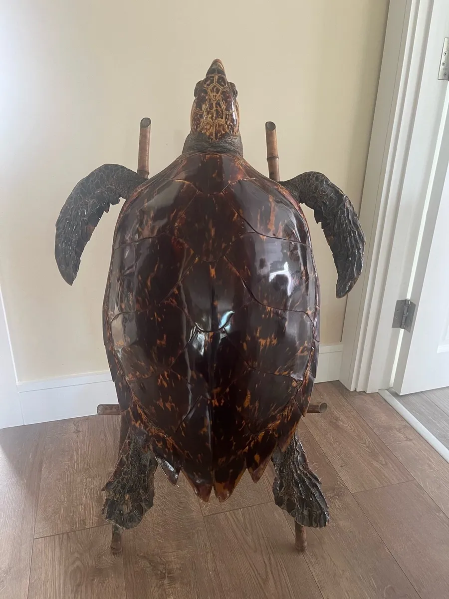 Antique Large Taxidermy Hawksbill Sea Turtle - Image 2