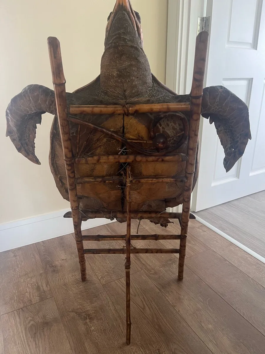 Antique Large Taxidermy Hawksbill Sea Turtle - Image 4