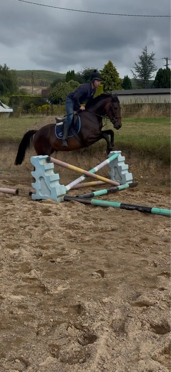 Horse - Image 3