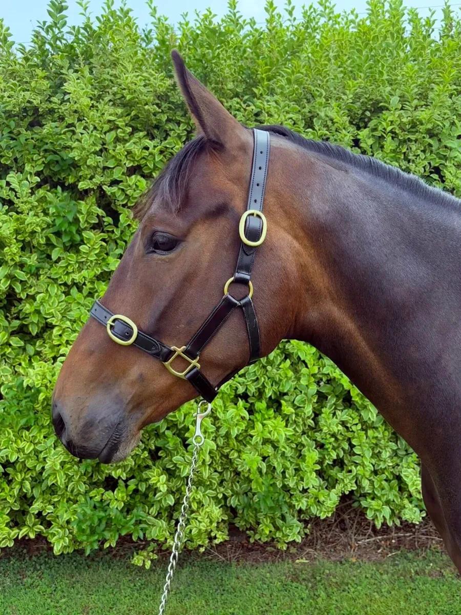 Horse - Image 4
