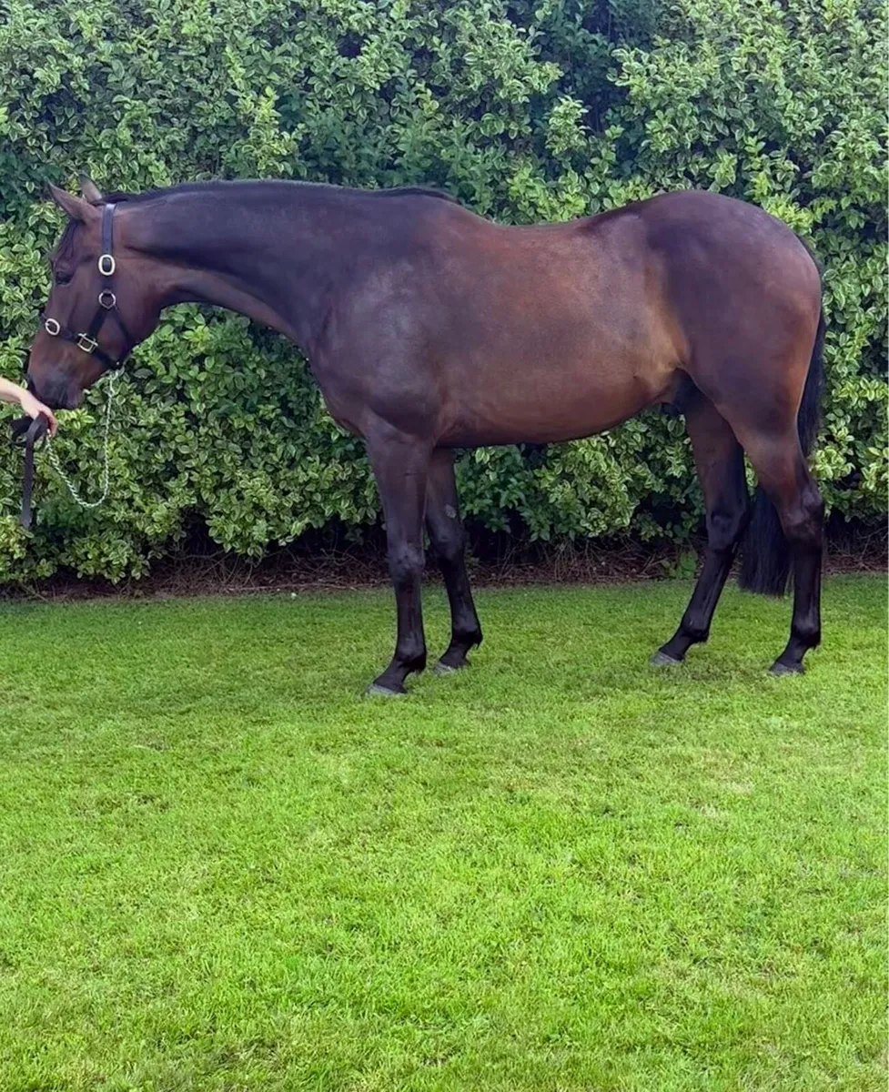 Horse - Image 1