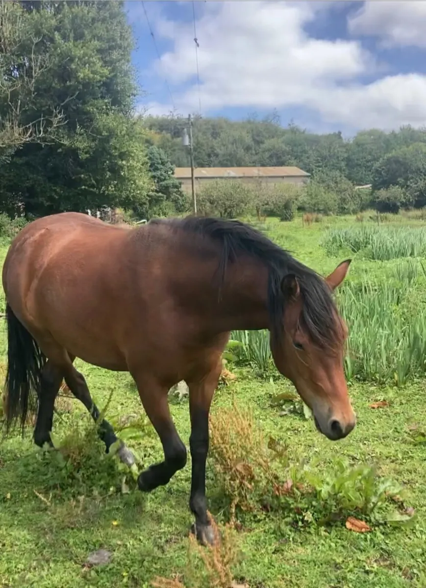 Pretty Connemara x Welsh A 2y.o. Filly - Image 2