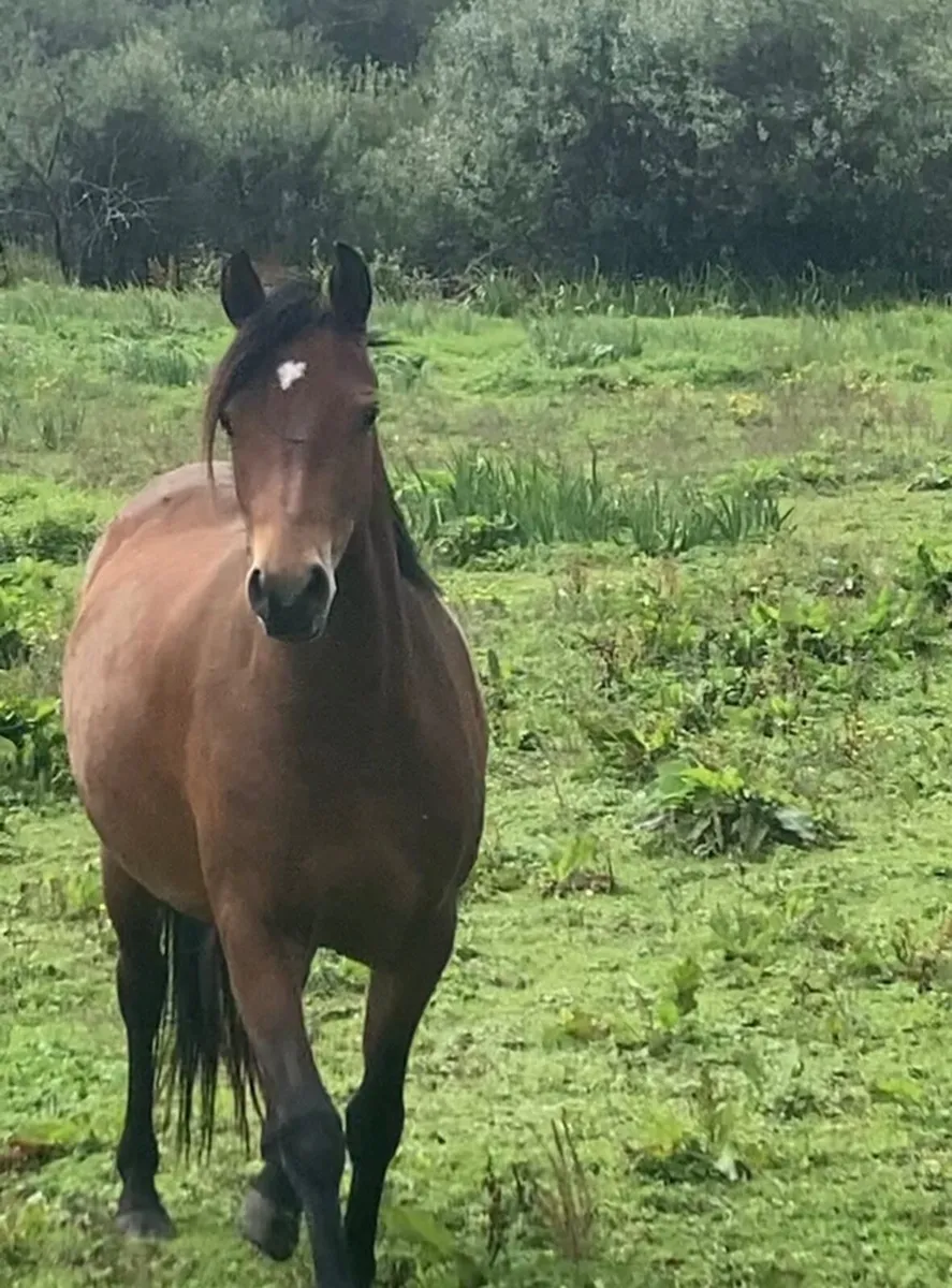 Pretty Connemara x Welsh A 2y.o. Filly - Image 1