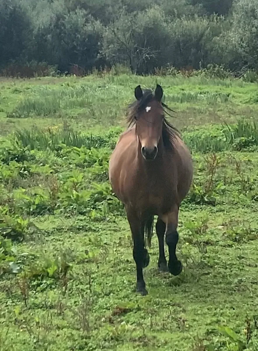 Pretty Connemara x Welsh A 2y.o. Filly - Image 3