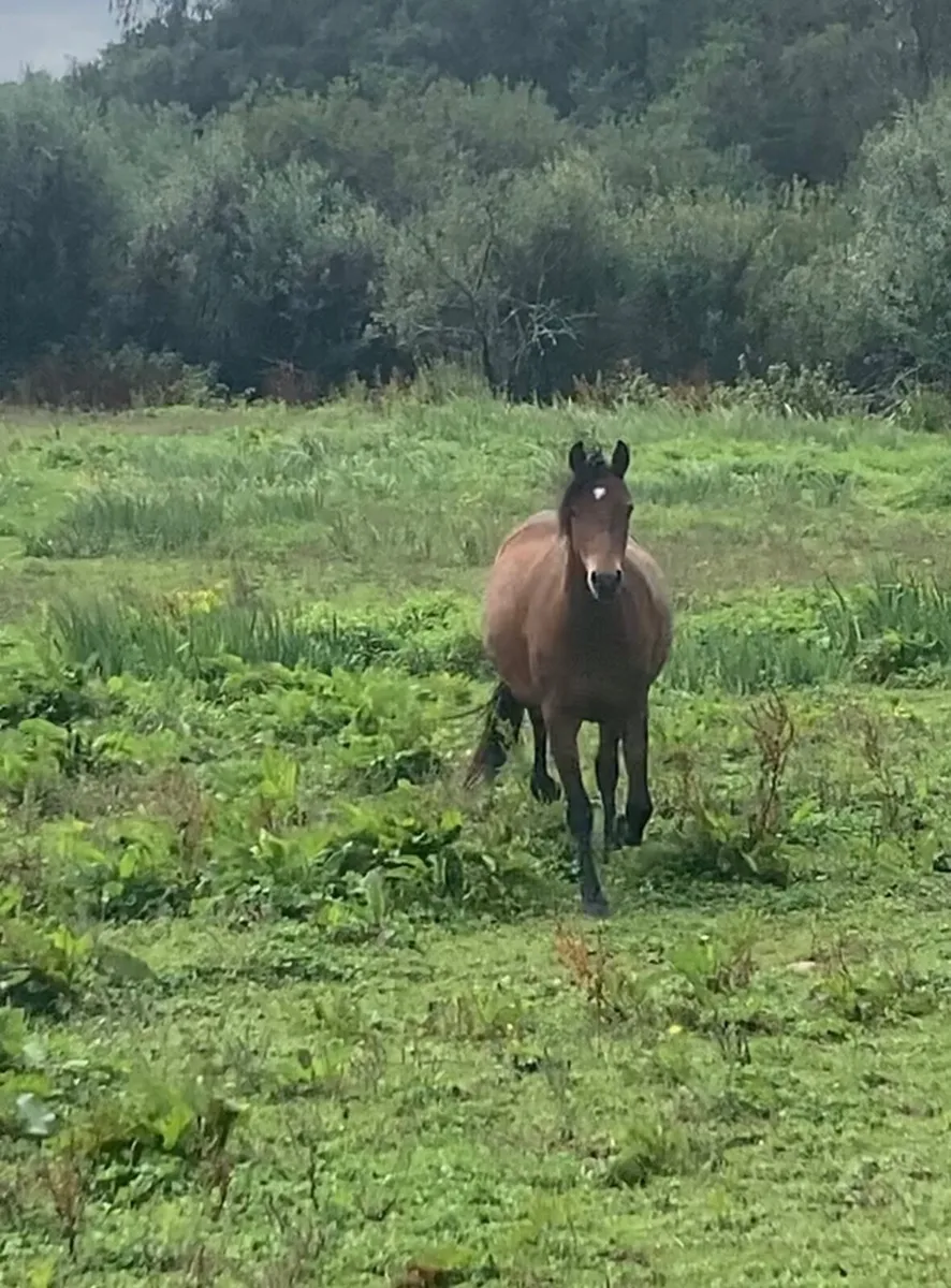 Pretty Connemara x Welsh A 2y.o. Filly - Image 4
