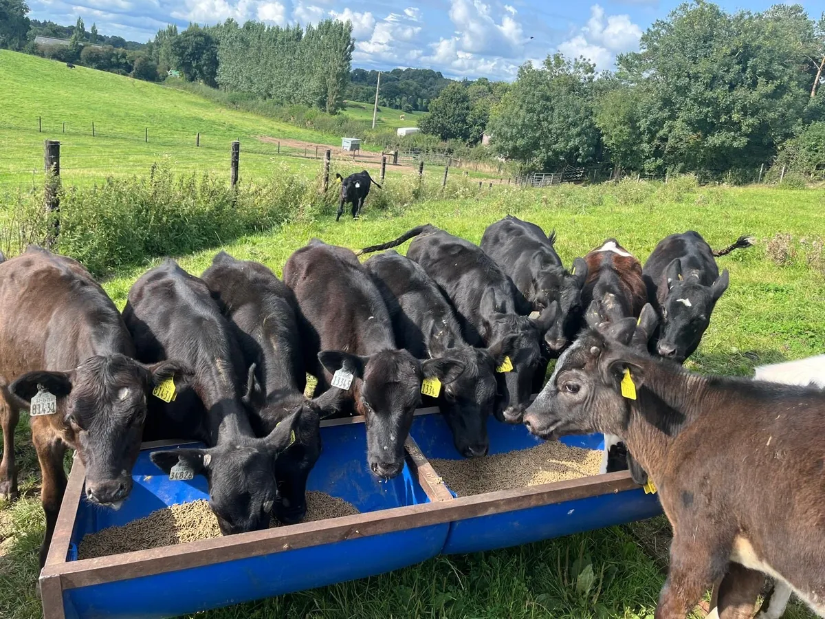 16 weaned  Angus runner heifers - Image 1