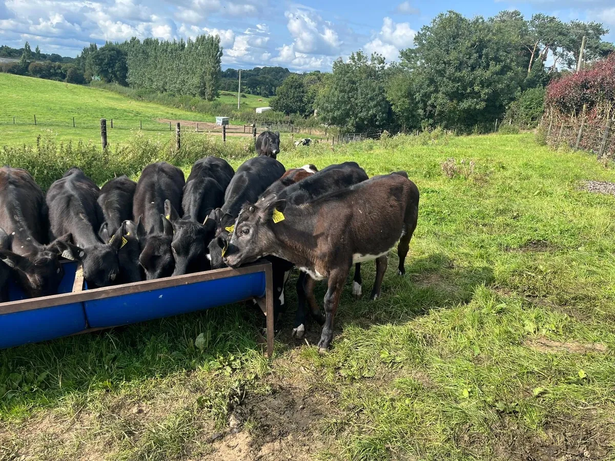 16 weaned  Angus runner heifers - Image 2